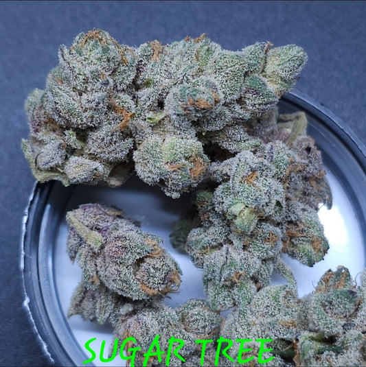 SUGAR TREE FEM — 3 PACK