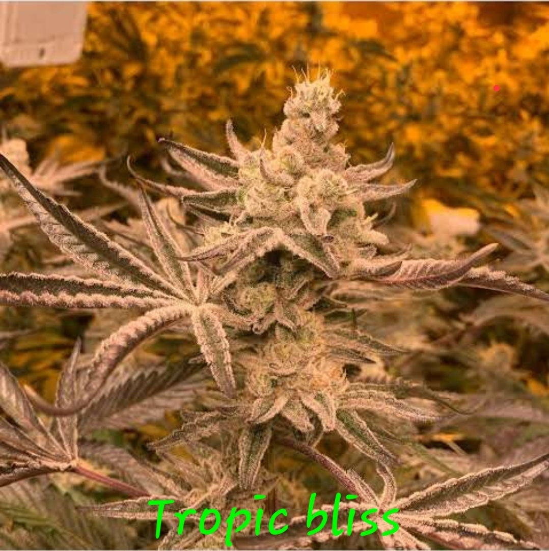 TROPICAL BLISS FEM — 3 PACK