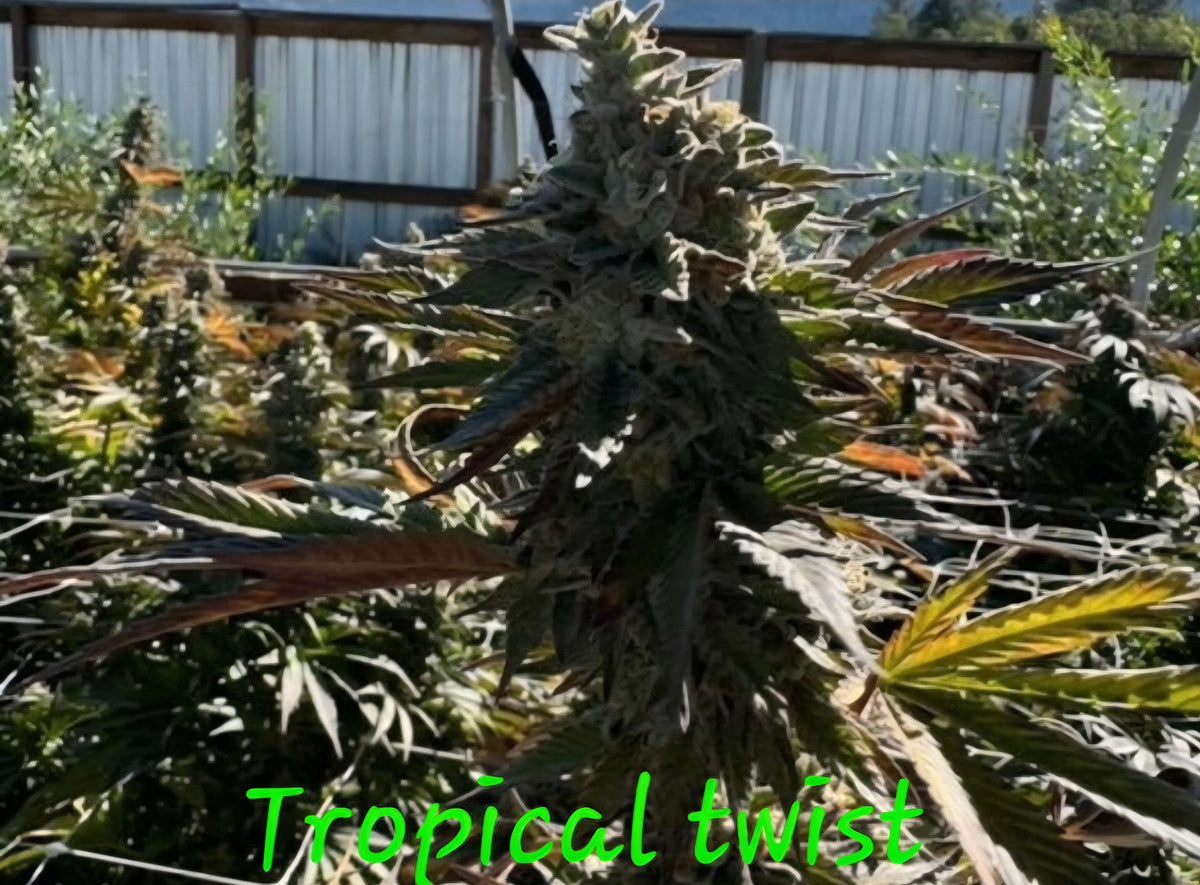 TROPICAL TWIST FEM — 3 PACK