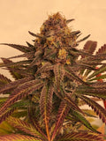 CHERRY MELONADE FEM