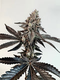 Slaphappy ( Tina x Gary Poppins ) 