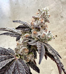  Ben & Gary's (Ben & Berries x Gary Poppins) Exotic Genetix