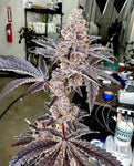 Strawneapple  ( Purple Pineapple x Gary Poppins )