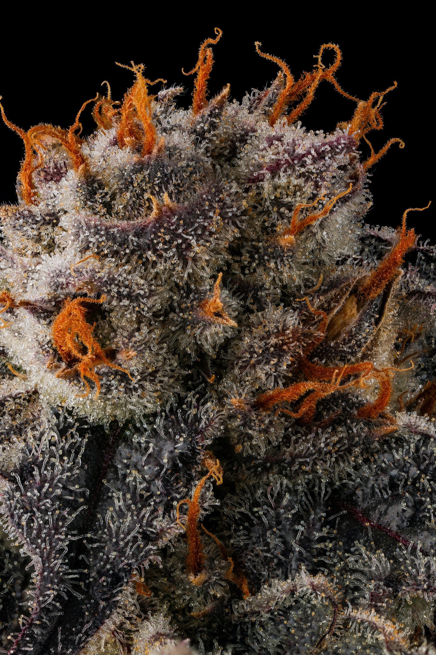 JAHrassic (JAHmagic x Black Amber) FEMINIZED SEED COMPOUND GENETICSS