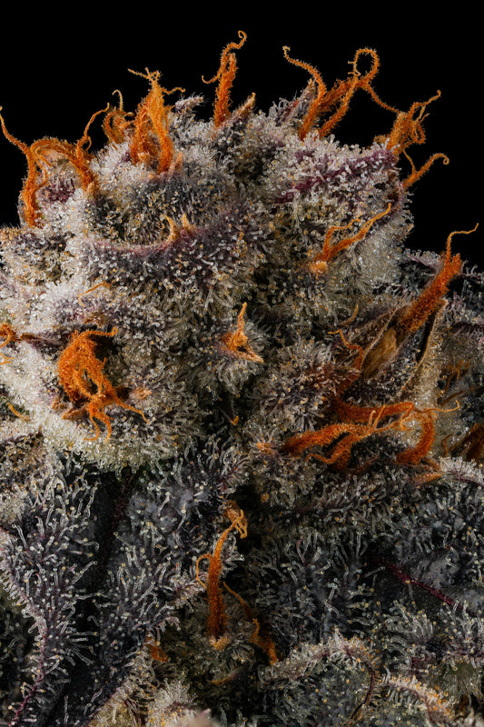JAHrassic (JAHmagic x Black Amber) FEMINIZED SEED COMPOUND GENETICSS