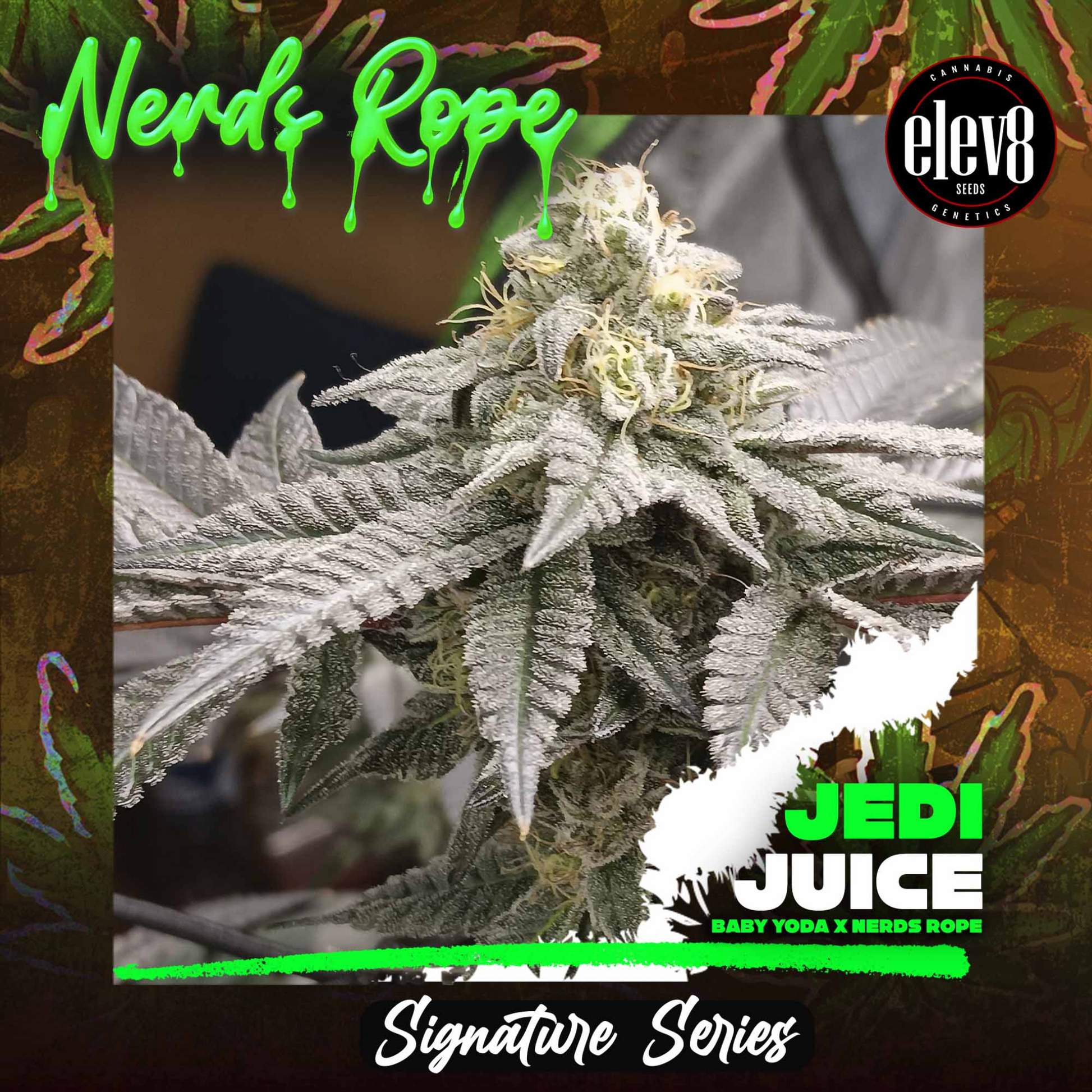 JEDI JUICE FEMINIZED SEEDS ELEV8