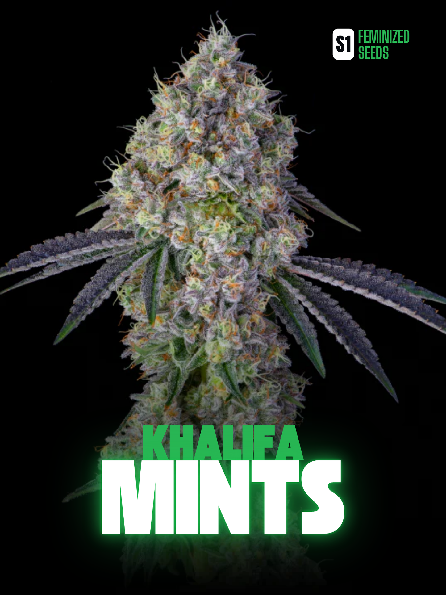 KHALIFA MINTS SEEDS