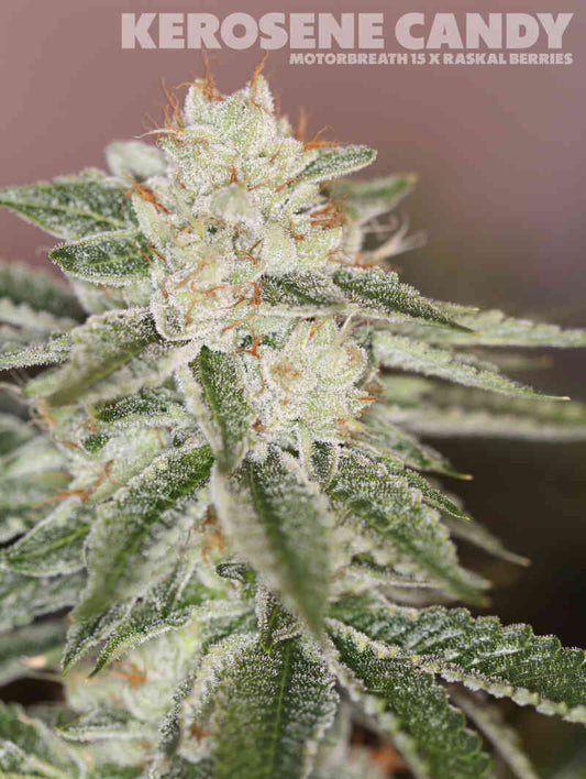 Kerosene cnady feminized seeds