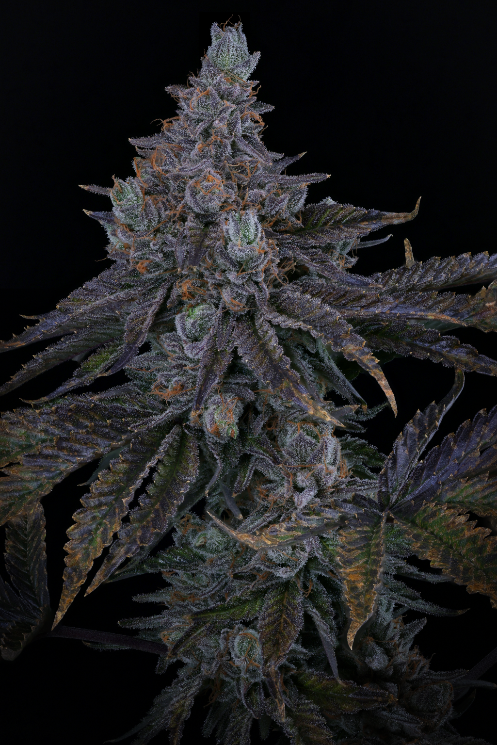 KEY LIME PIE S1