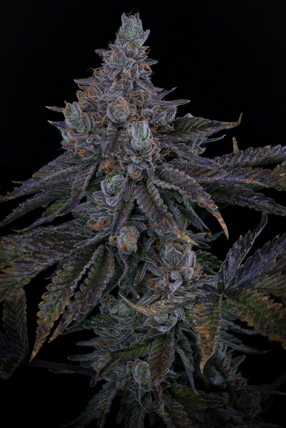 KEY LIME PIE S1