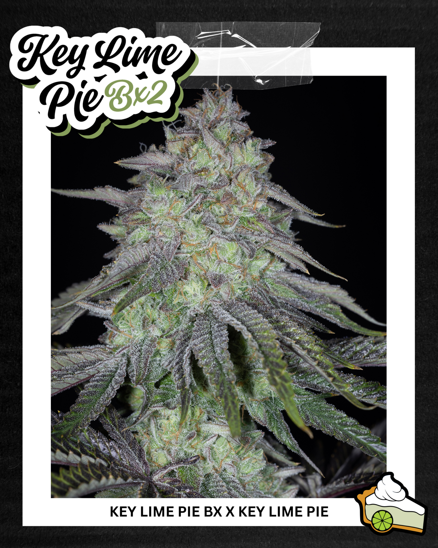 KEY LIME PIE BX2♀ (KEY LIME PIE BX X KEY LIME PIE)
