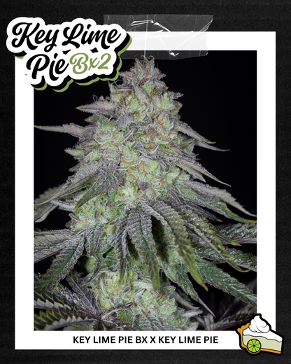 KEY LIME PIE BX2♀ (KEY LIME PIE BX X KEY LIME PIE)