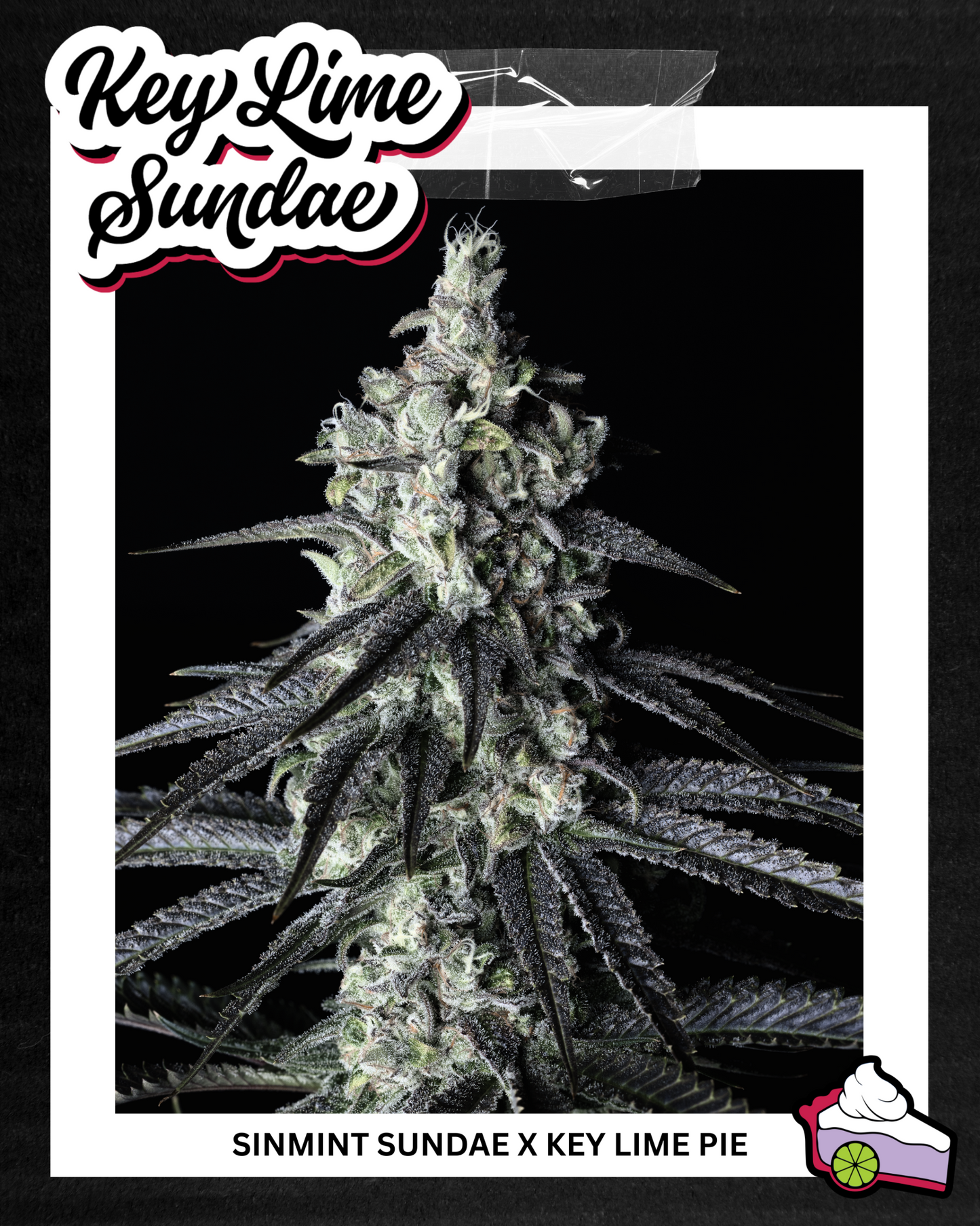 KEY LIME PIE BX2♀ (KEY LIME PIE BX X KEY LIME PIE)