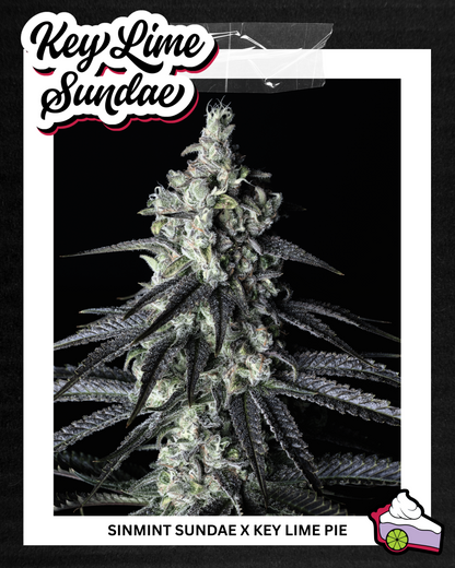 KEY LIME PIE BX2♀ (KEY LIME PIE BX X KEY LIME PIE)