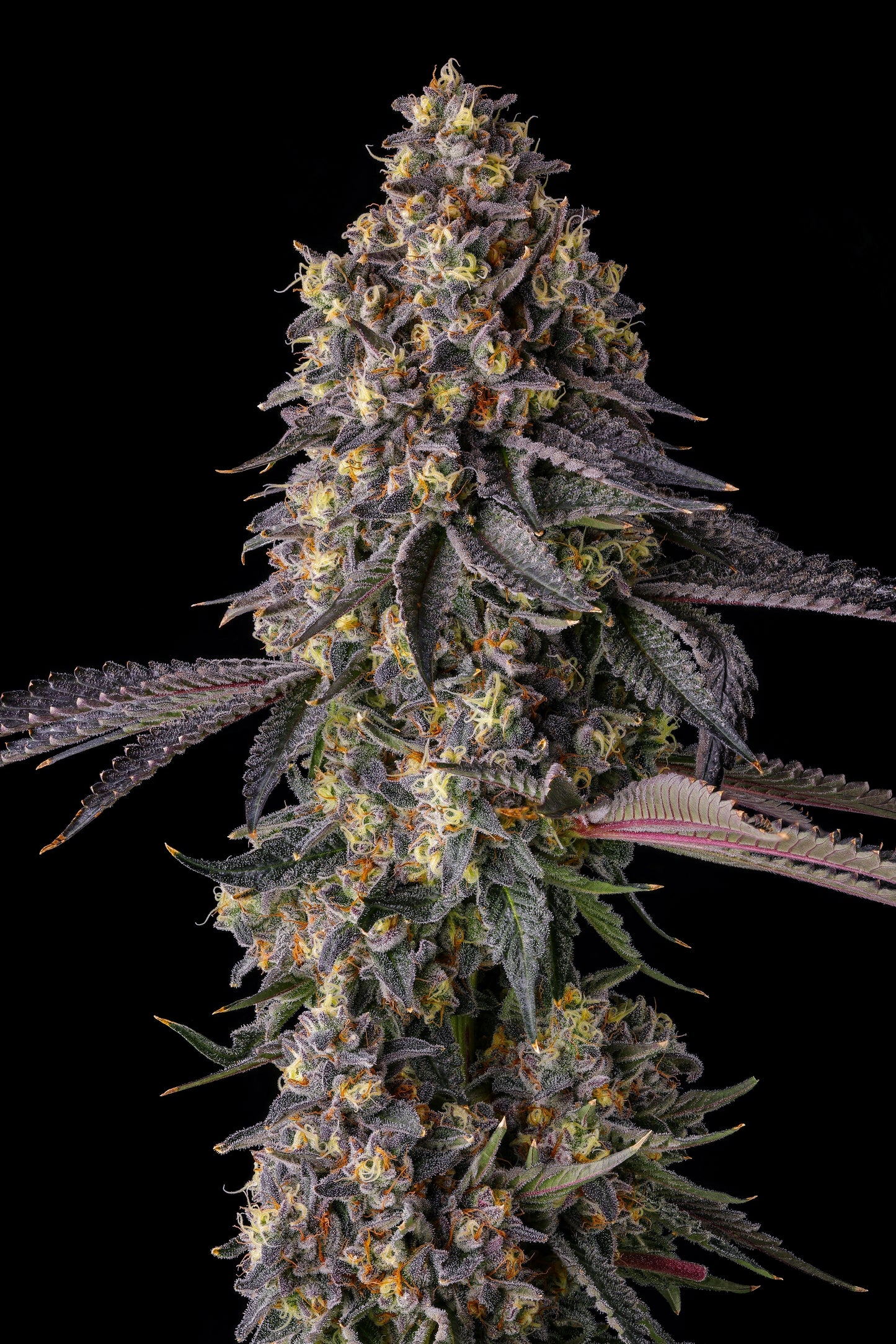 KUMAMOTOZ (PEARLZ [ZKITTLEZ X GEORGIA PIE] X PAVÉ) FEM