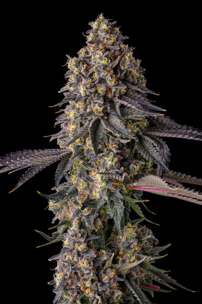 KUMAMOTOZ (PEARLZ [ZKITTLEZ X GEORGIA PIE] X PAVÉ) FEM