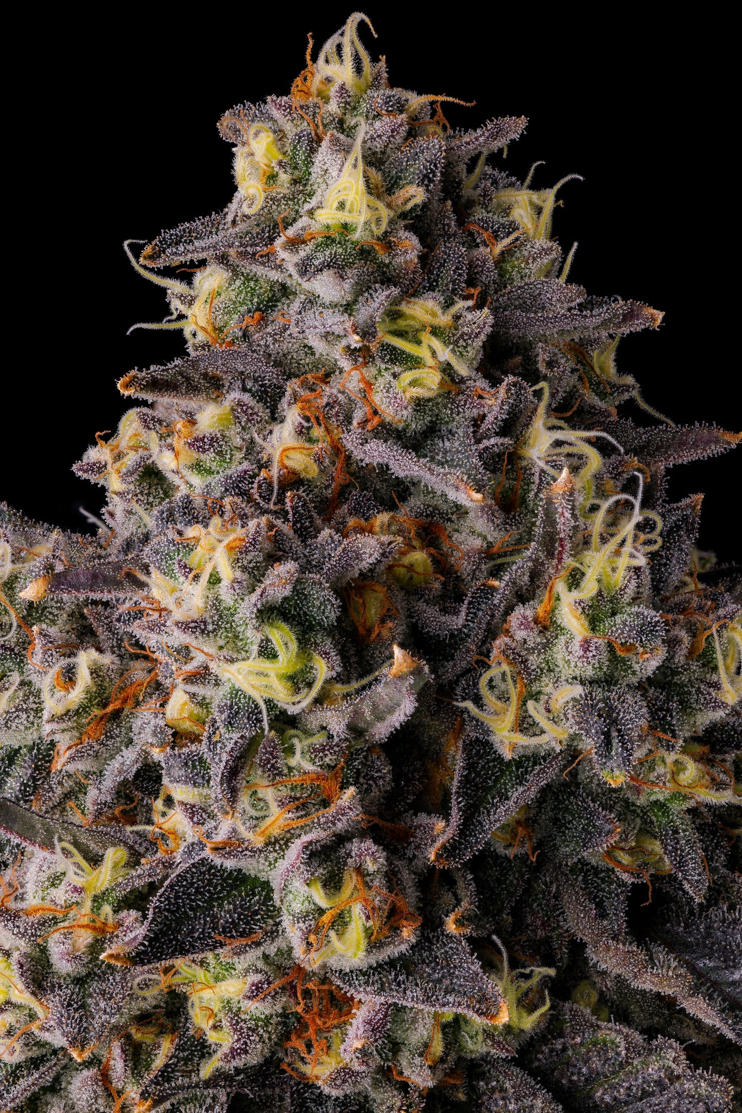 KUMAMOTOZ (PEARLZ [ZKITTLEZ X GEORGIA PIE] X PAVÉ) FEM