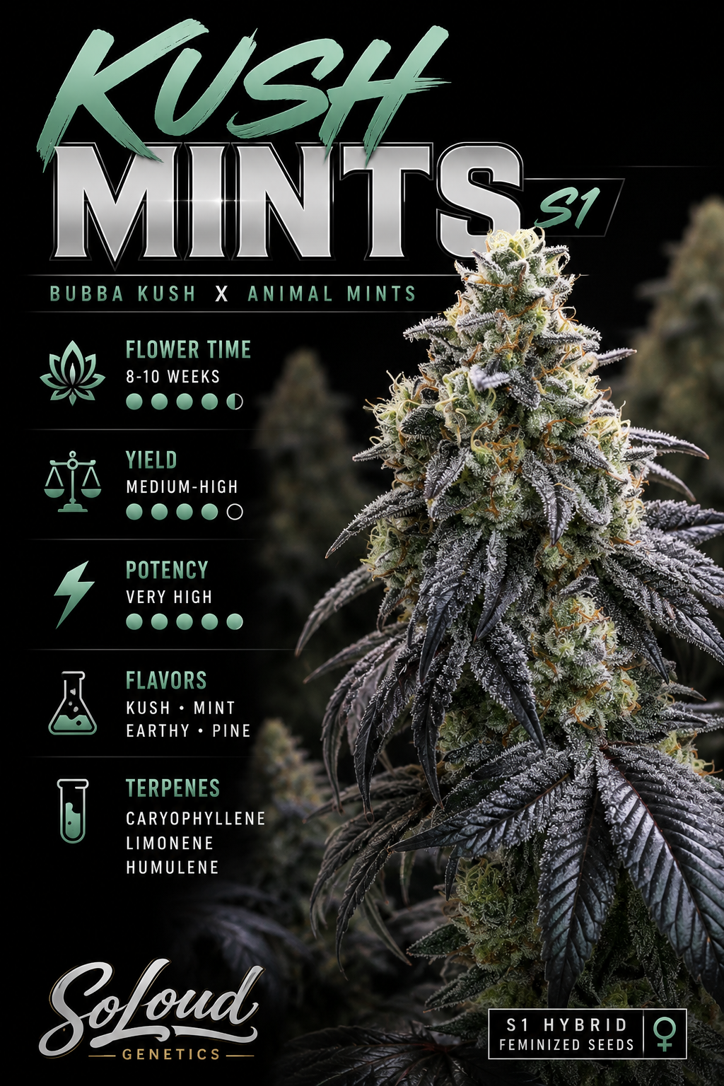 Kush Mints S1  Feminized Seeds