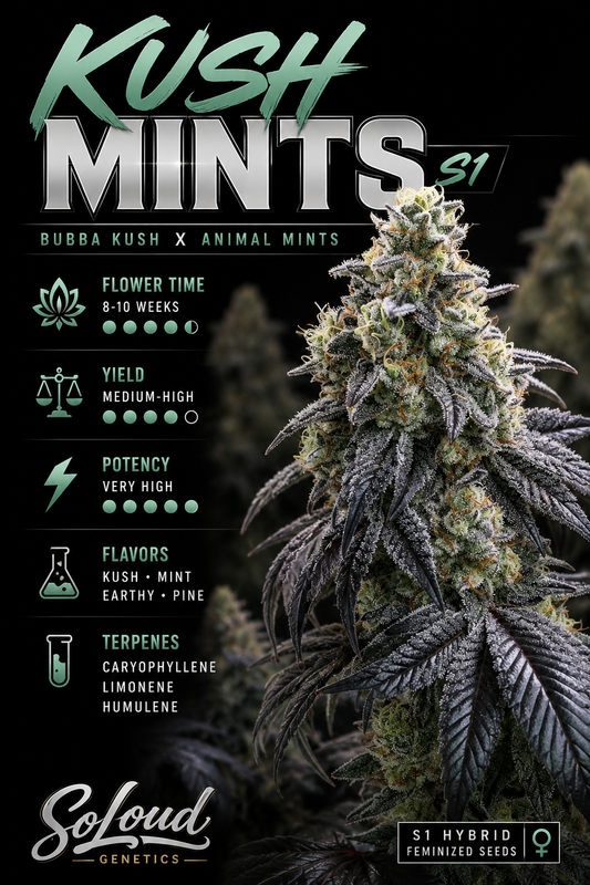 Kush Mints S1  Feminized Seeds