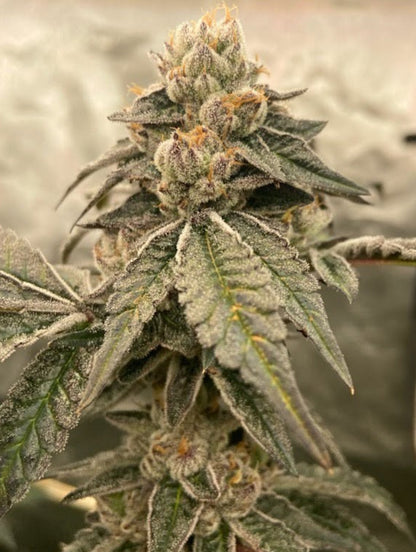 LACEZ CANNABIS STRAIN