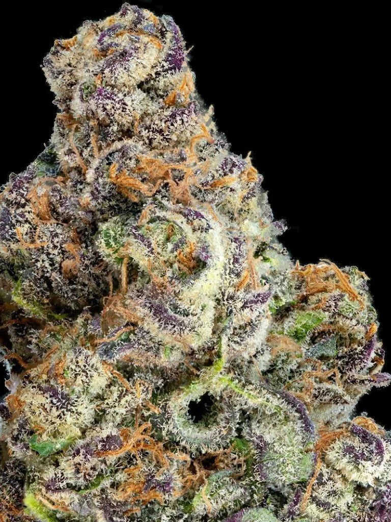 LAVA CAKE S1 FEMINIZED CANNABIS SEEDS