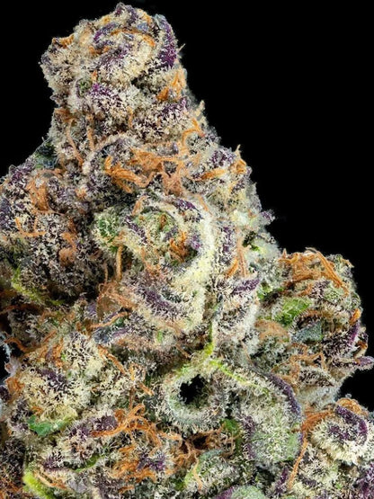 LAVA CAKE S1 FEMINIZED CANNABIS SEEDS