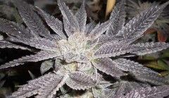LA Affie S1 FEMINIZED CANNABIS SEEDS
