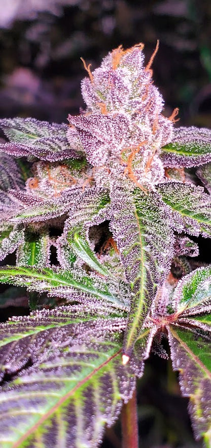 LEMON CHERRY LACEZ (LCG X LACEZ) FEM