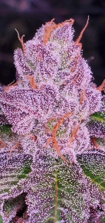 LEMON CHERRY LACEZ (LCG X LACEZ) FEM