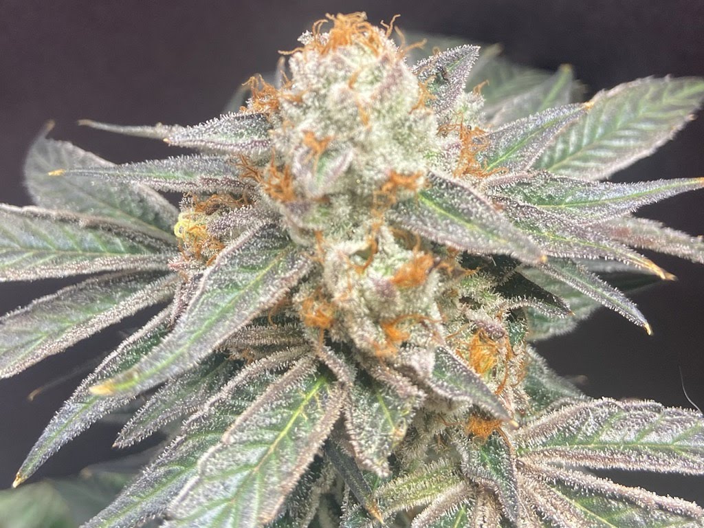 LEMON CHERRY LACEZ STRAIN FEMINIZED SEEDS