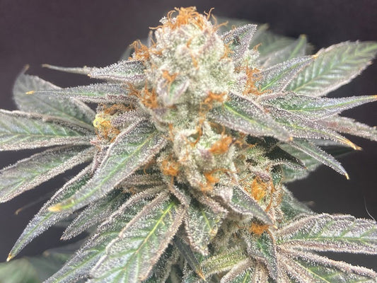 LEMON CHERRY LACEZ STRAIN FEMINIZED SEEDS
