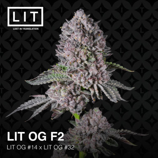 LIT OG F2 (Tahoe OG x Runtz)²  feminized cannabis seeds. LIT FARMS