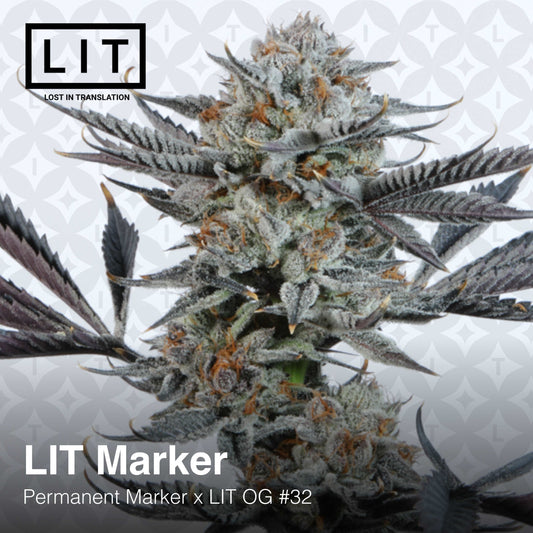 LIT MARKER (Permanent Marker x LIT OG #32) Feminized Seeds.  LIT FARMS