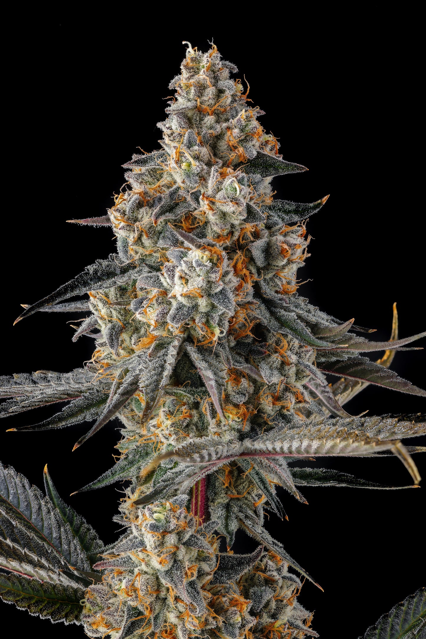 La Llorona (Devil Driver x Black Amber) FEMINIZED CANNABIS SEEDS