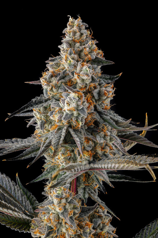 La Llorona (Devil Driver x Black Amber) FEMINIZED CANNABIS SEEDS