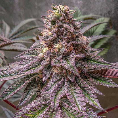 LAVA CAKE STRAIN FEMINIZED SEEDS