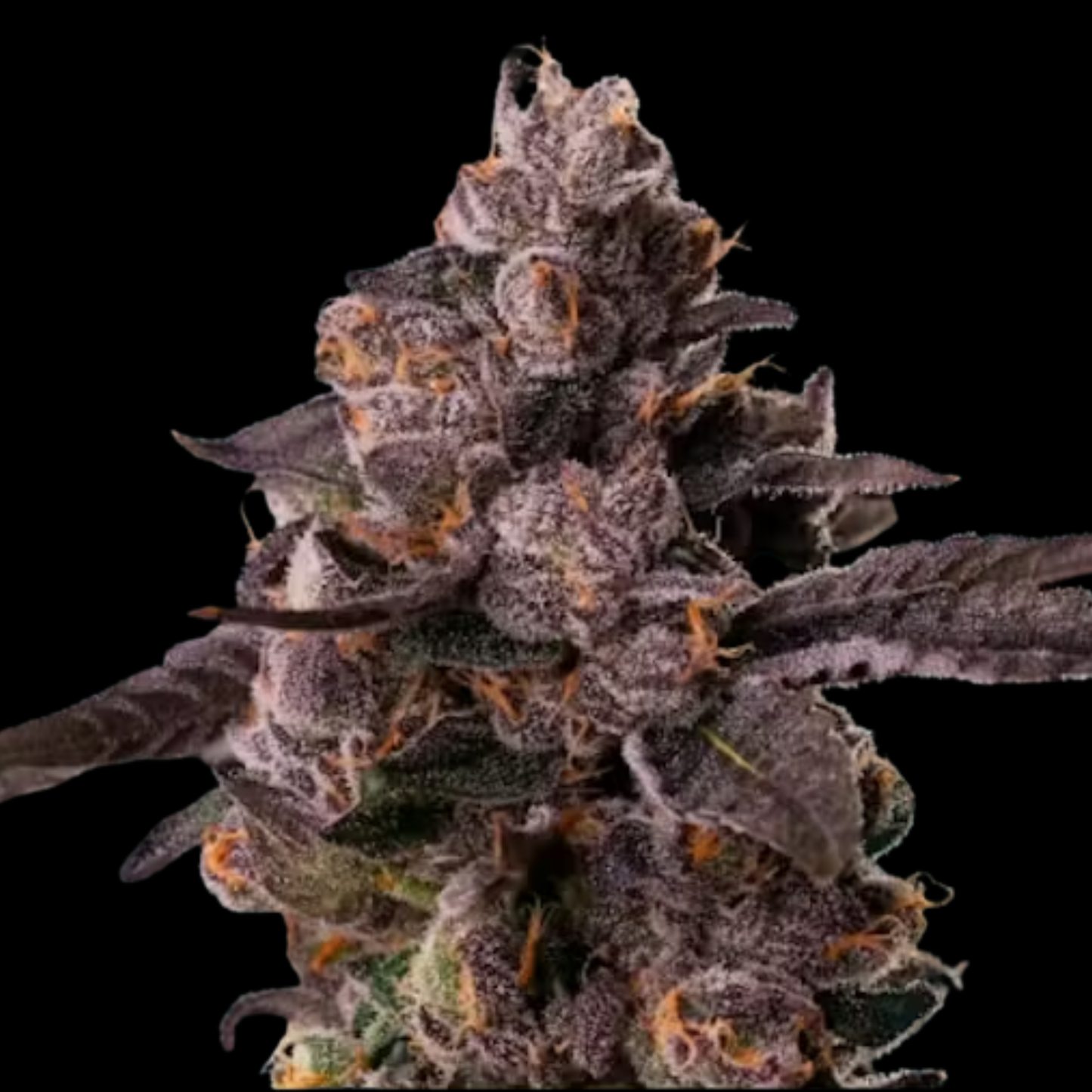 LEMON CHERRY GELATO X PERMANENT MARKER (FEM)