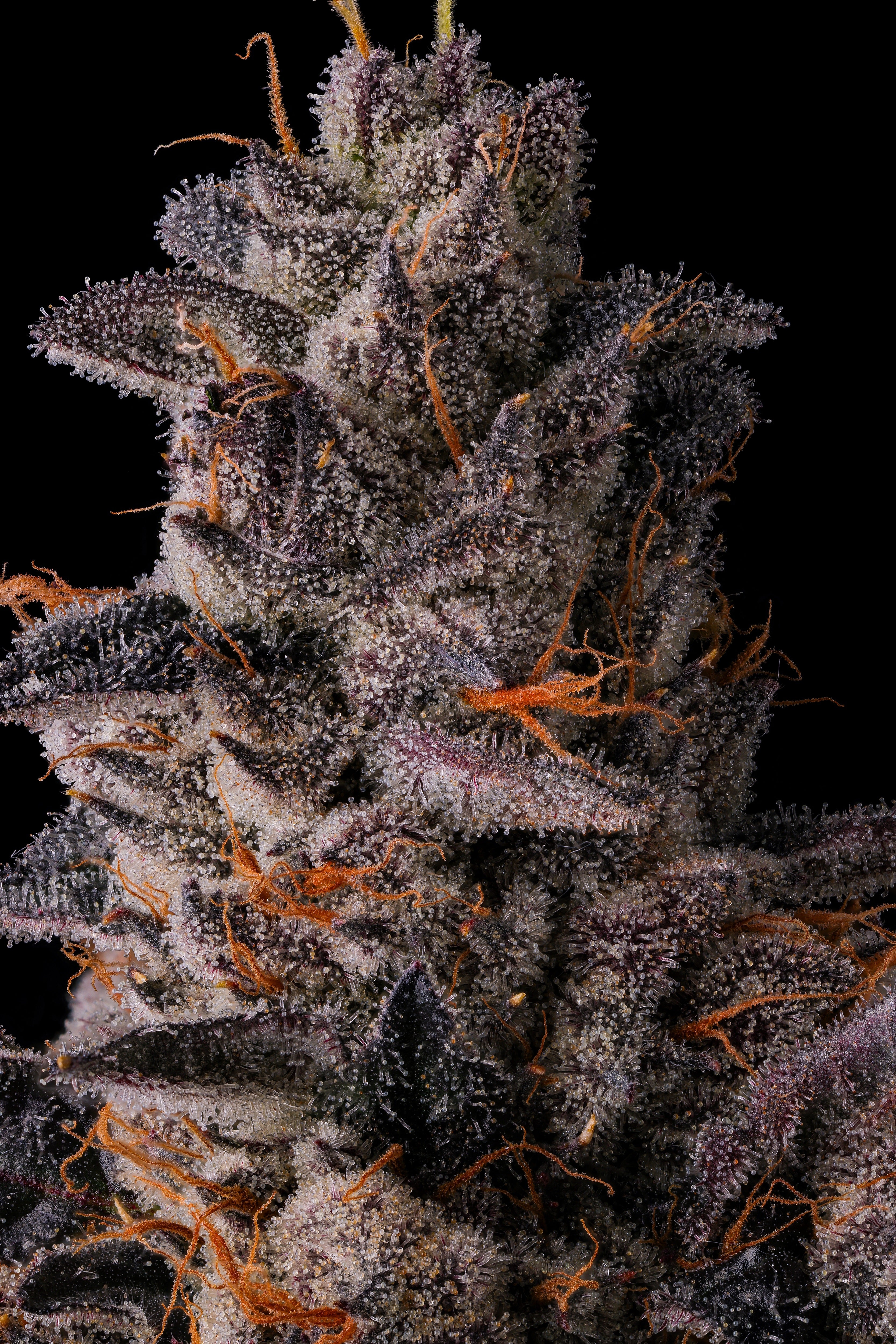 COMPOUND GENETICS – SLG