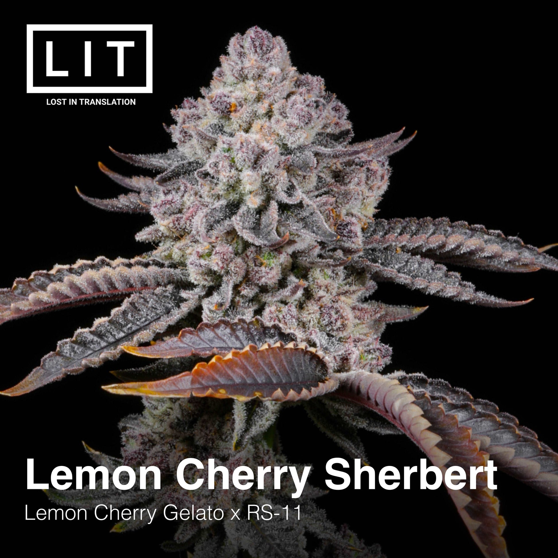 LEMON CHERRY SHERBERT (LCG x RS11) LIT FARMS FEMINIZED CANNABIS SEEDS
