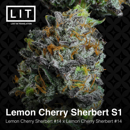 LEMON CHERRY SHERBERT S1