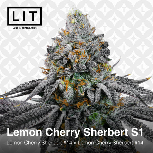 Lemon Cherry Sherbert S1 Seeds Lit Farms