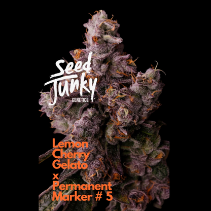 Lemon Cherry Gelato x  Permanent Marker Seeds