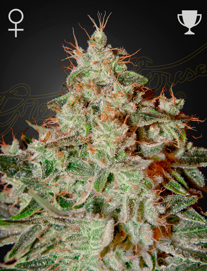 Lemon SKUNK FEMINIZED SEEDS