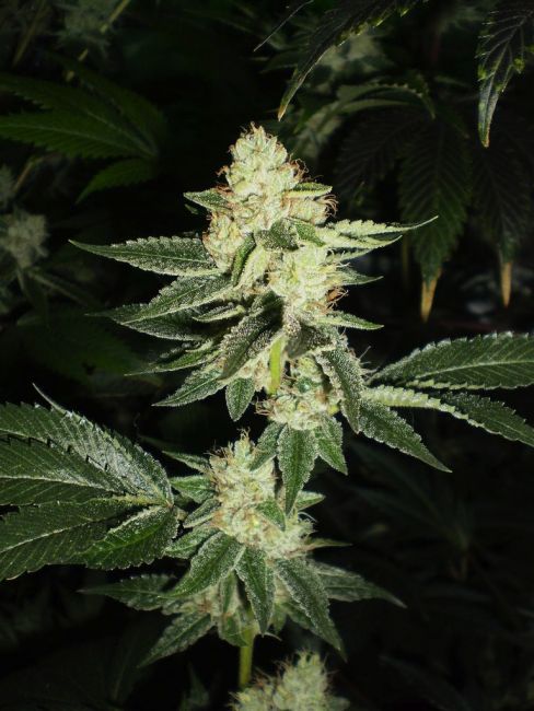 Louis XIII OG FEMINIZED CANNABIS SEEDS
