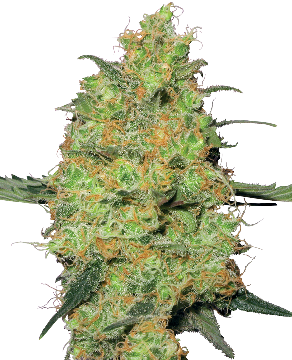 MASTER KUSH FEMINIZED SEEDS