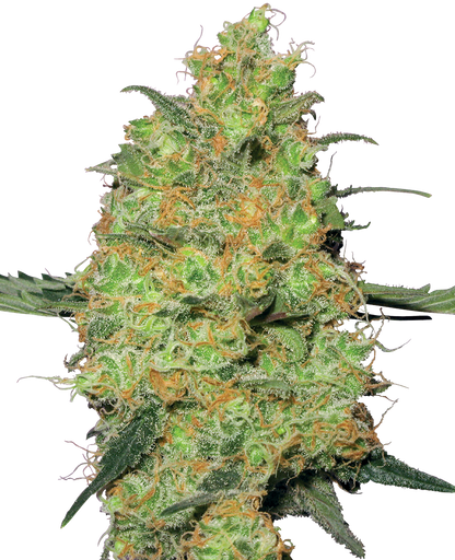 MASTER KUSH FEMINIZED SEEDS