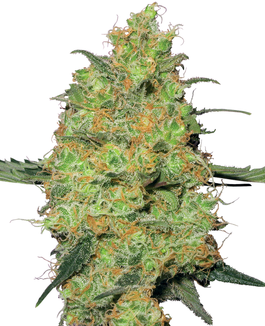 MASTER KUSH FEMINIZED SEEDS