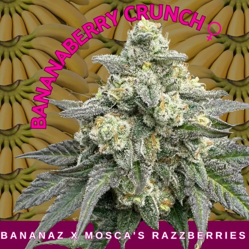 BANANABERRY CRUNCH FEM
