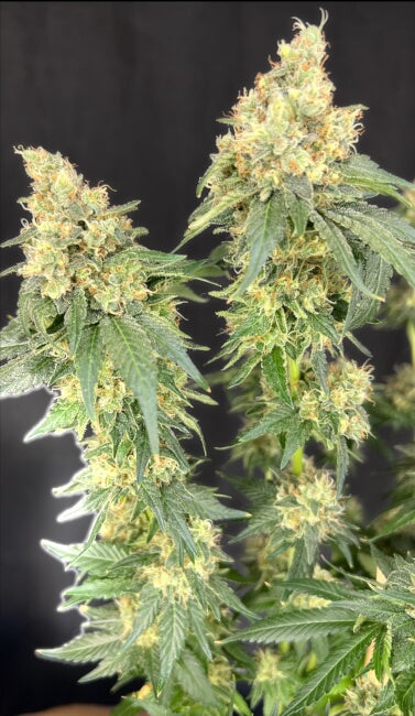 BRUCE BANNER X BAJA BLAST FEM