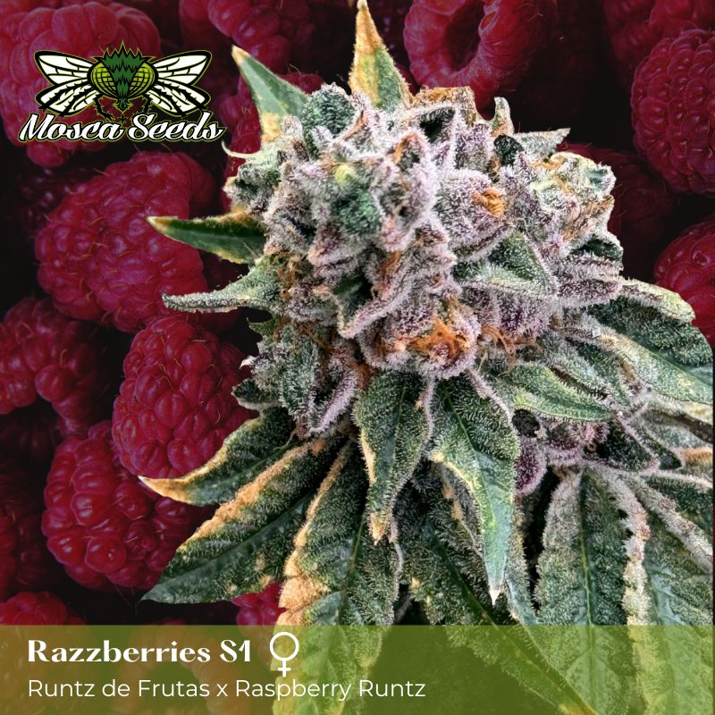 MOSCA'S RAZZBERRIES S1 FEM
